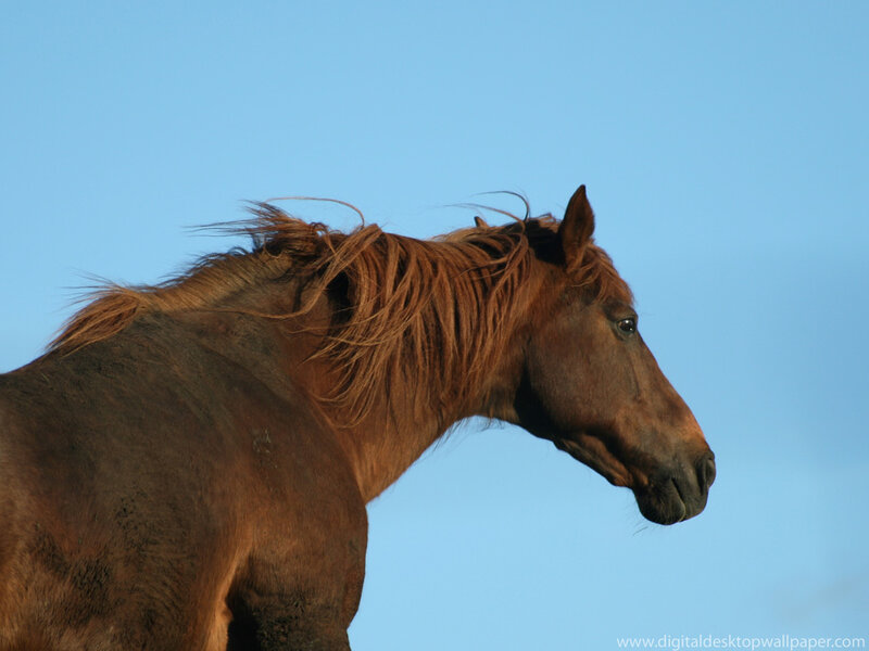 brown horse against blue sky