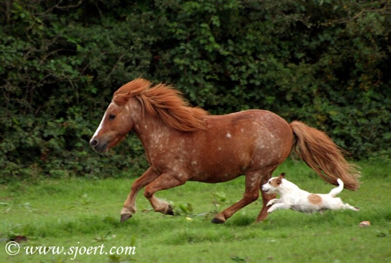 Brown Horse and Dog Running