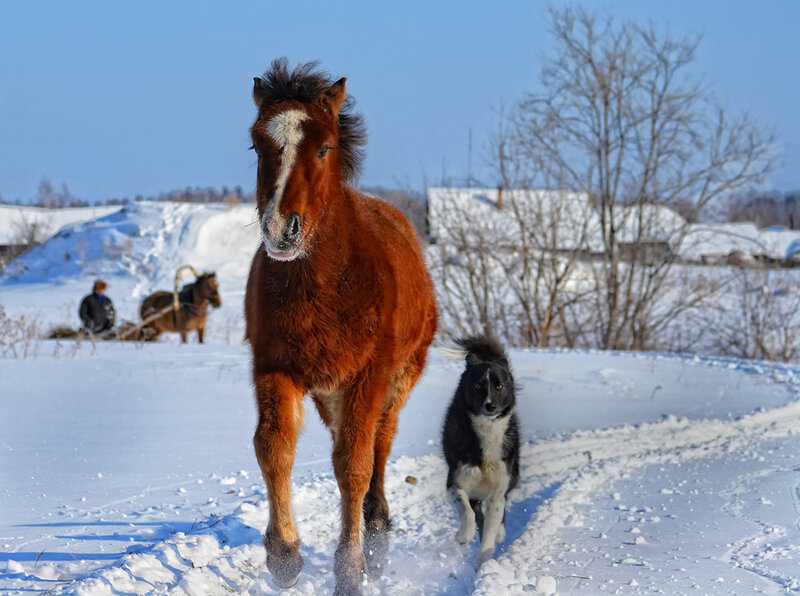 Brown Horse and Dog