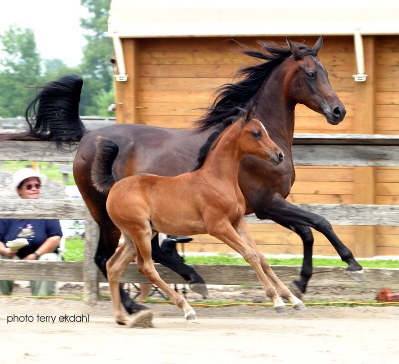 Brown Horse and Foal — Active