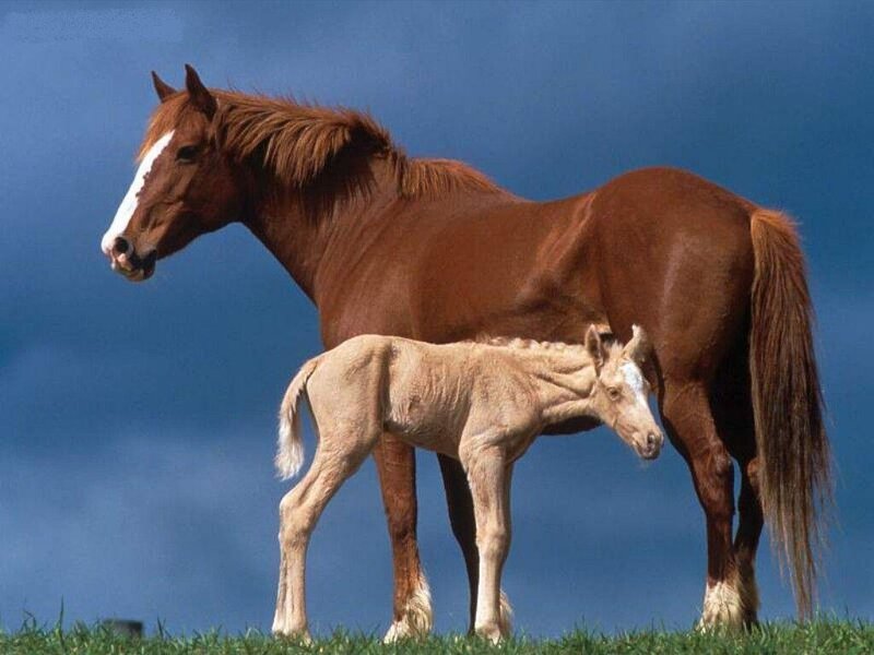 Brown Horse and Foal — Blue