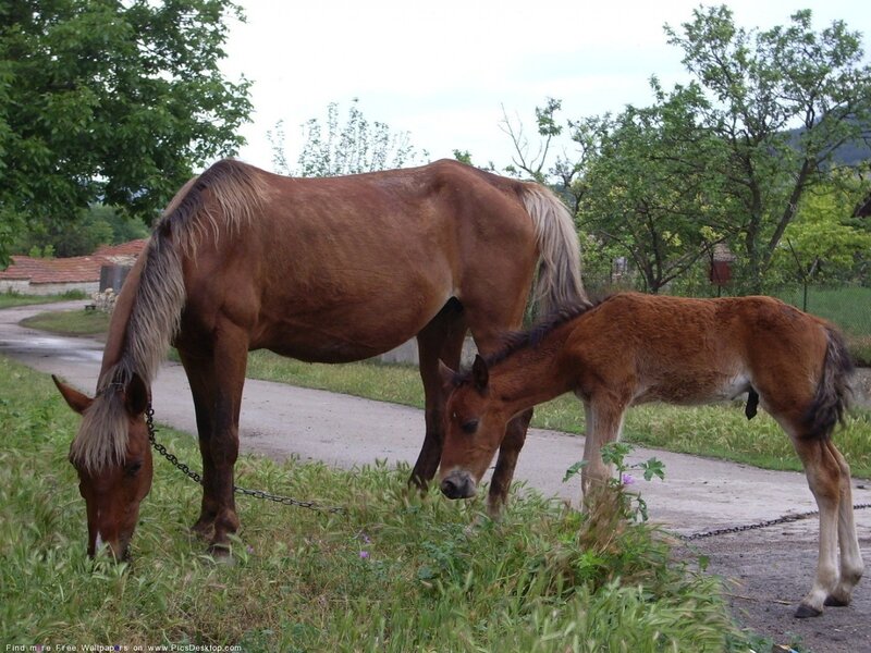 Brown Horse and Foal — Calm, Afternoon, Photograph, Chain