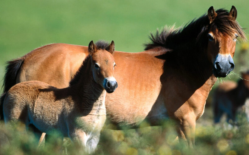 Brown Horse and Foal — Calm, Afternoon, Photograph, Grass