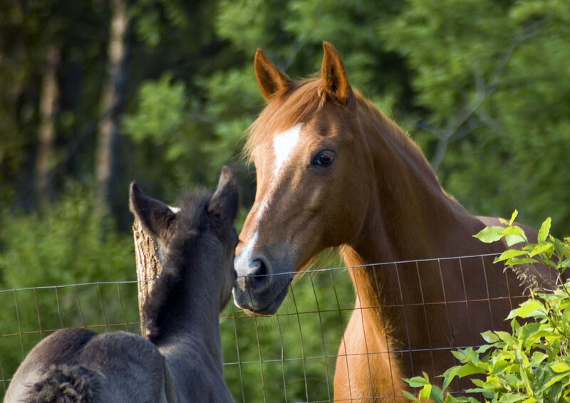 Brown Horse and Foal — Calm, Afternoon, Photograph