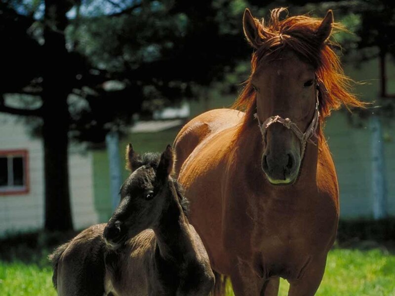 Brown Horse and Foal — Calm, Afternoon, Photograph, Tree