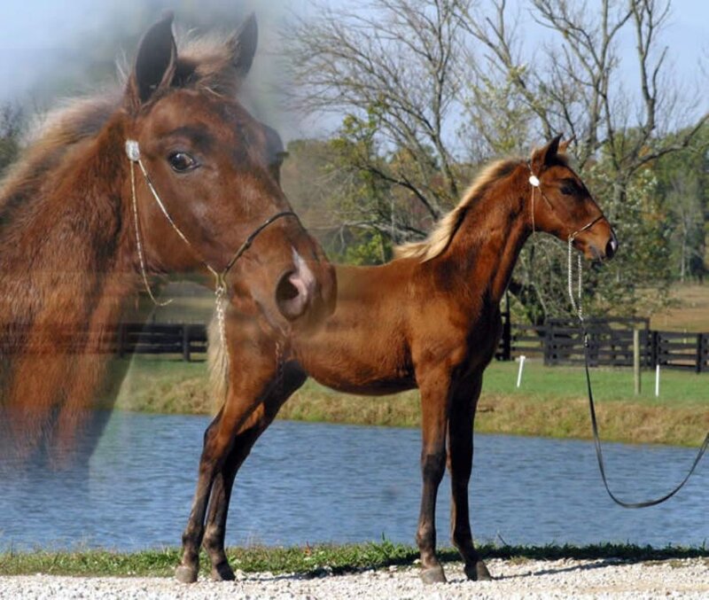 Brown Horse and Foal — Calm, Afternoon