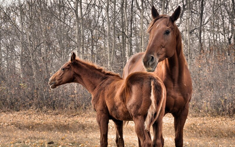 Brown Horse and Foal — Calm, Autumn