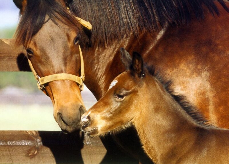 Brown Horse and Foal — Calm