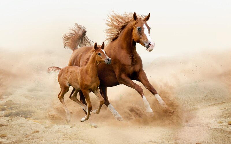 Brown Horse and Foal — Dynamic