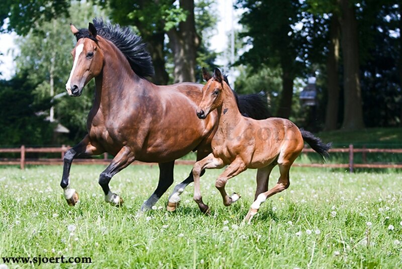 Brown Horse and Foal — Green, Active