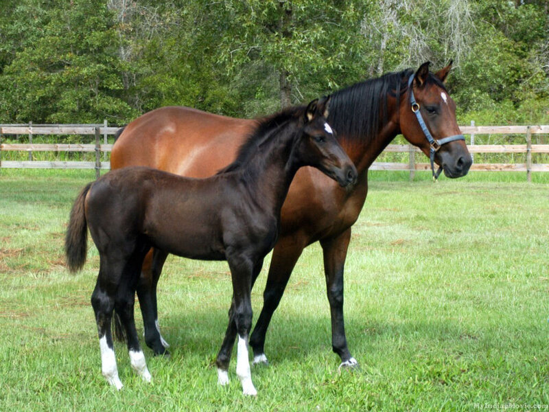 Brown Horse and Foal — Green, Calm