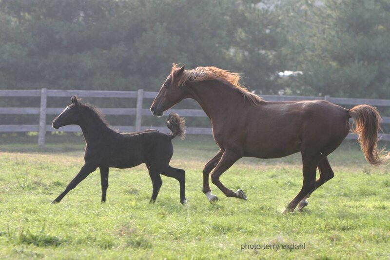 Brown Horse and Foal — Green, Peaceful