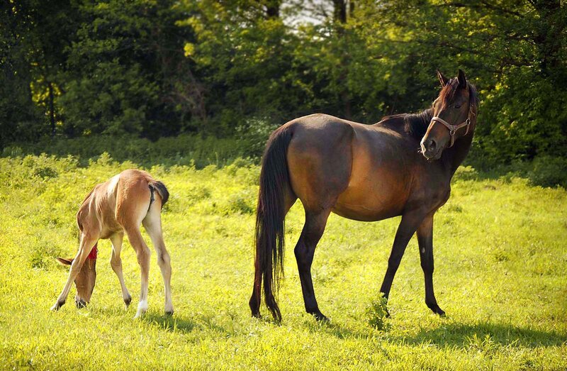Brown Horse and Foal — Green, Serene, Afternoon, Photograph