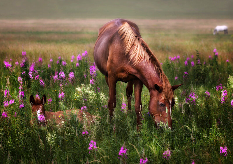 Brown Horse and Foal — Green, Serene, Summer