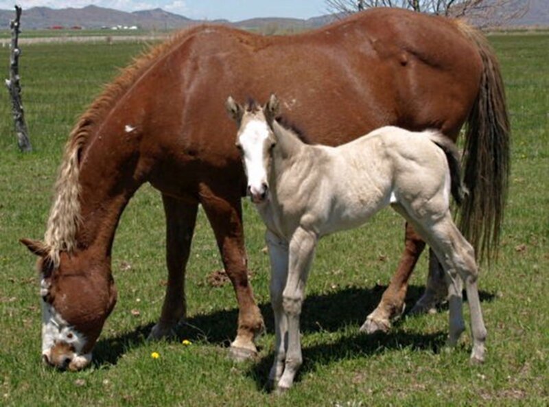 Brown Horse and Foal — Green, Serene