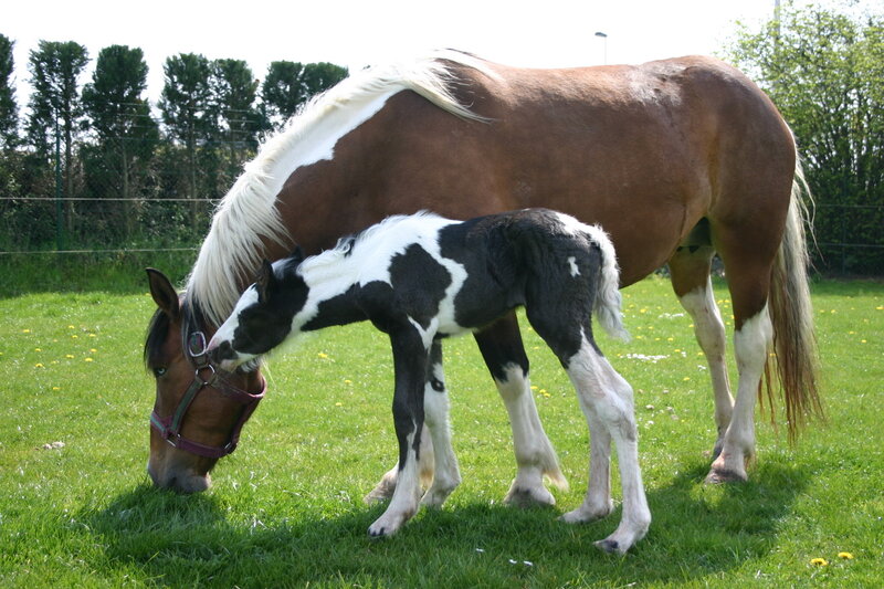 Brown Horse and Foal — Green