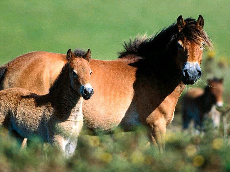 Brown Horse and Foal — Serene, Afternoon, Photograph