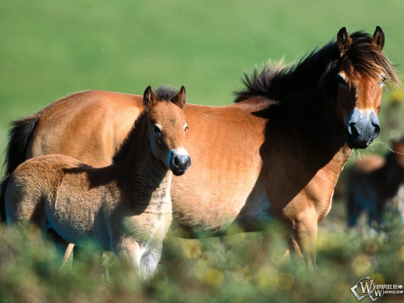 Brown Horse and Foal — Serene, Afternoon