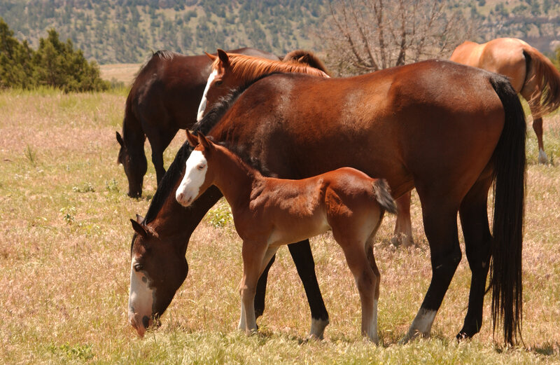 Brown Horse and Foal — Serene