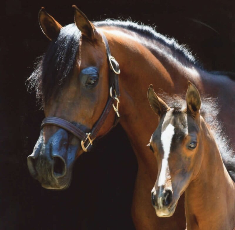 Brown Horse and Foal