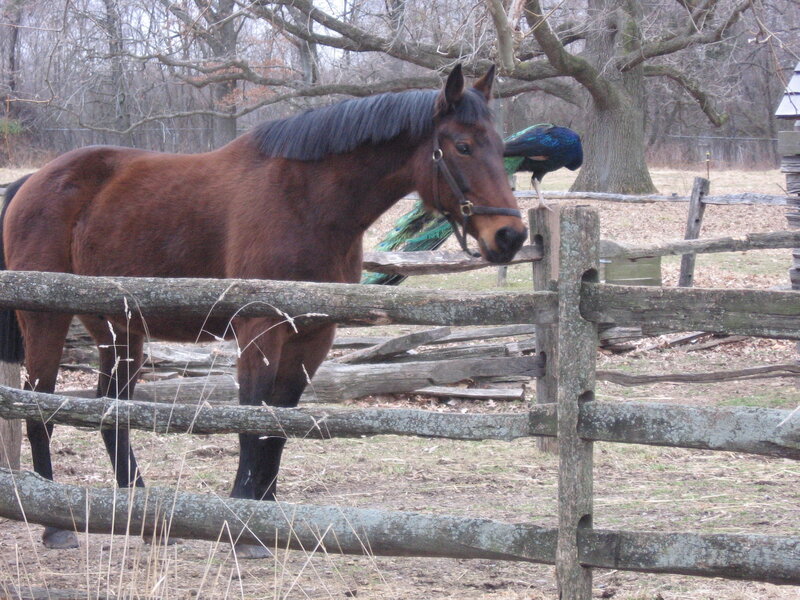 Brown Horse and Peacock