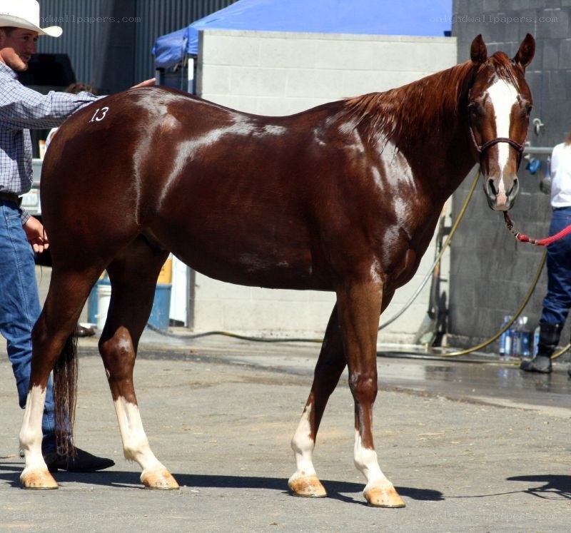 brown horse at a show