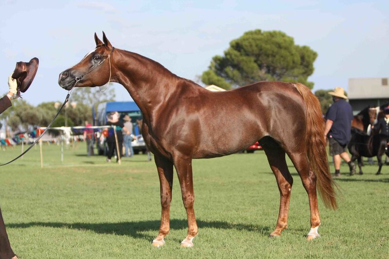 brown horse at a show
