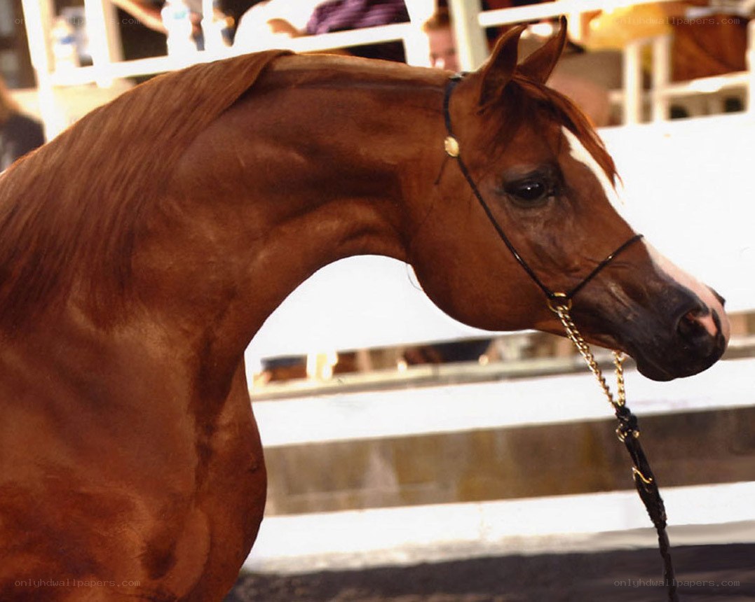 brown horse at a show