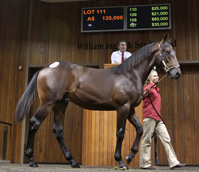 Brown Horse at Auction