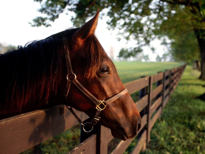 brown horse at fence