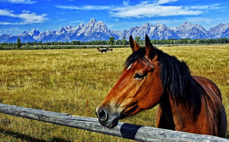Brown Horse at Fence — Blue