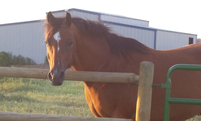 Brown Horse at Fence — Calm, Sunset, Photograph