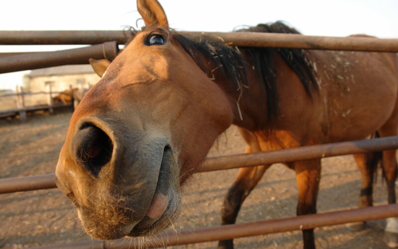 Brown Horse at Fence — Calm, Sunset