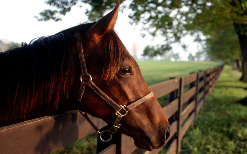 Brown Horse at Fence — Calm