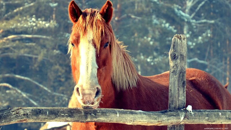 Brown Horse at Fence — Calm, Winter, Photograph, Trees, Snow, White