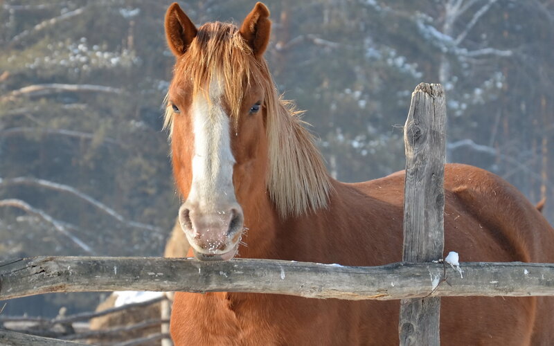 Brown Horse at Fence — Calm, Winter