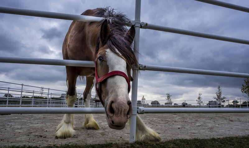 Brown Horse at Fence — Gray