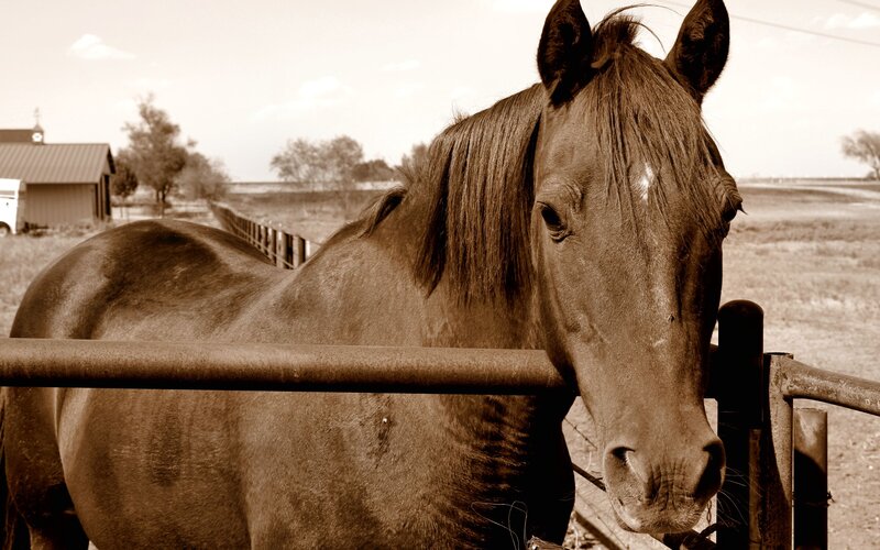 Brown Horse at Fence — Sepia