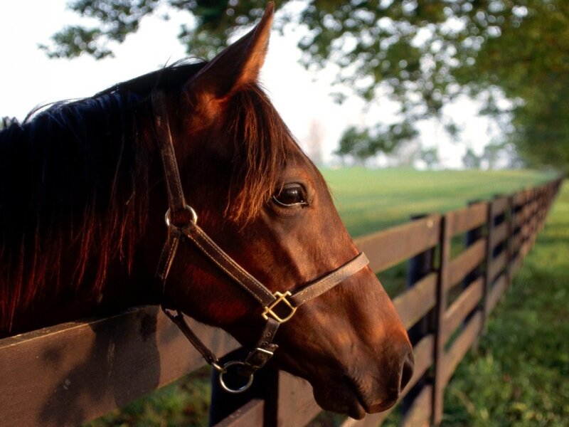 Brown Horse at Fence — Serene