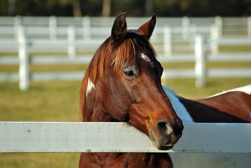 brown horse at fence