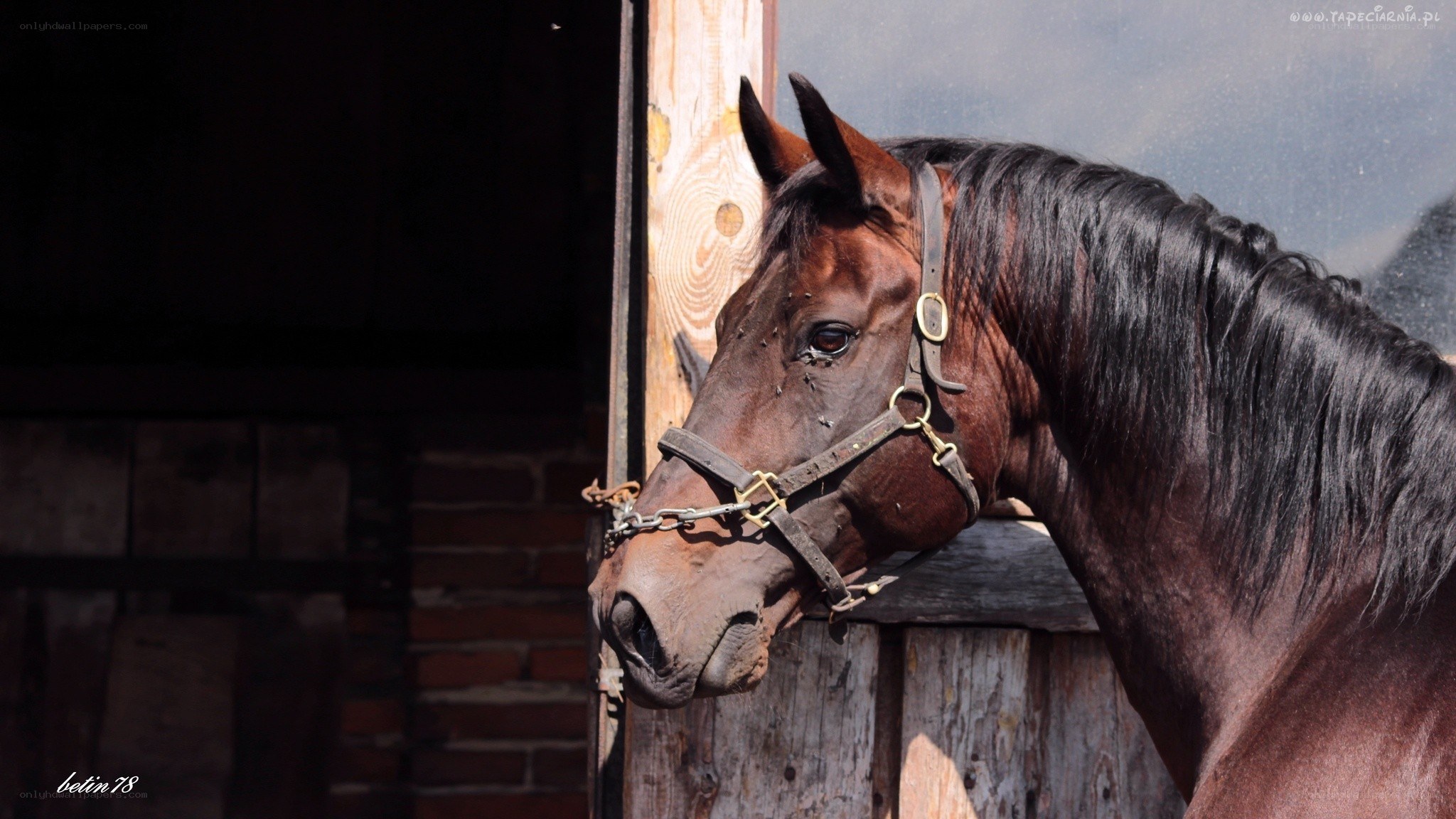 brown horse at stable door
