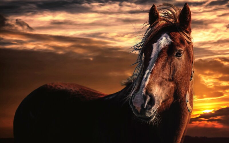 Brown Horse at Sunset — Orange, Dramatic, Photograph