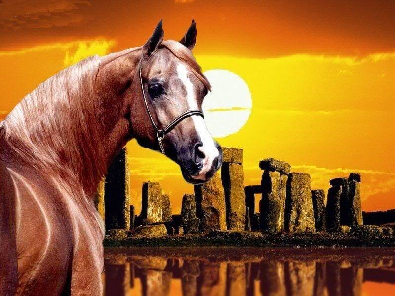 Brown Horse at Sunset — Orange