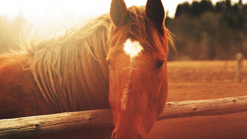 Brown Horse at Sunset — Serene