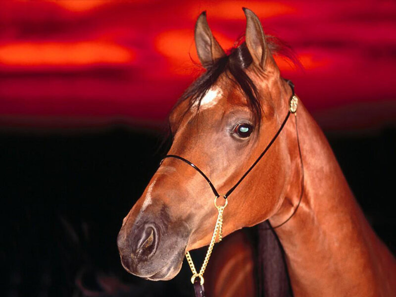 brown horse at sunset