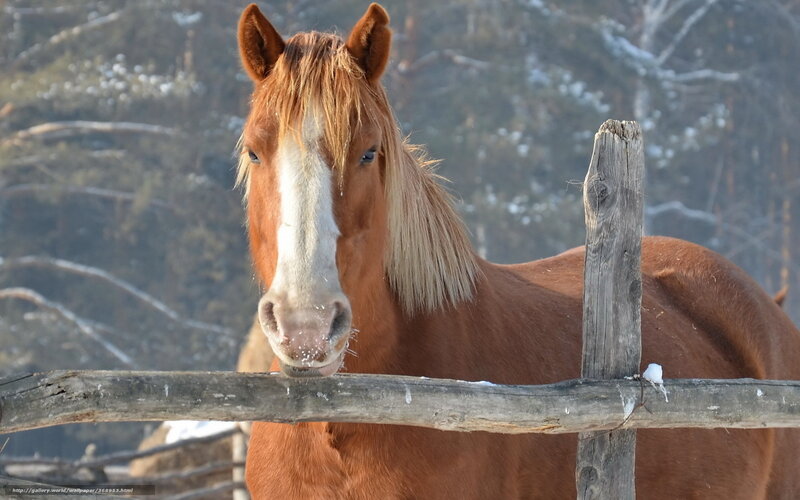 brown horse at wooden fence