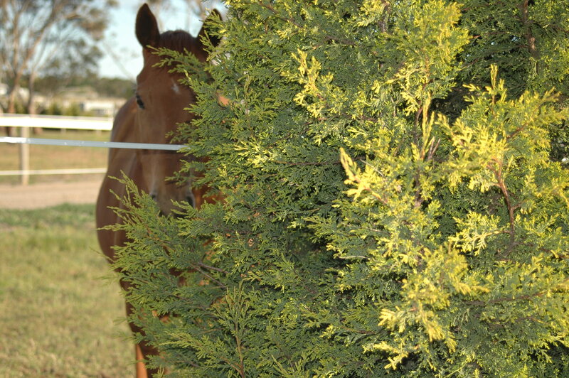 Brown Horse Behind Bush