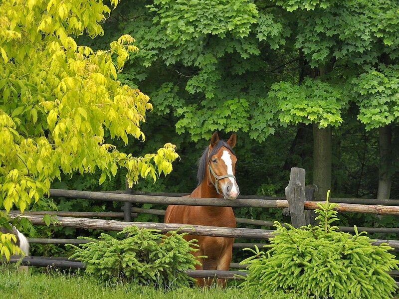 Brown Horse Behind Fence — Green, Serene