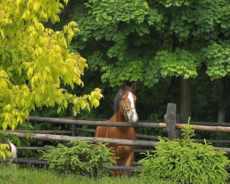 Brown Horse Behind Fence — Green