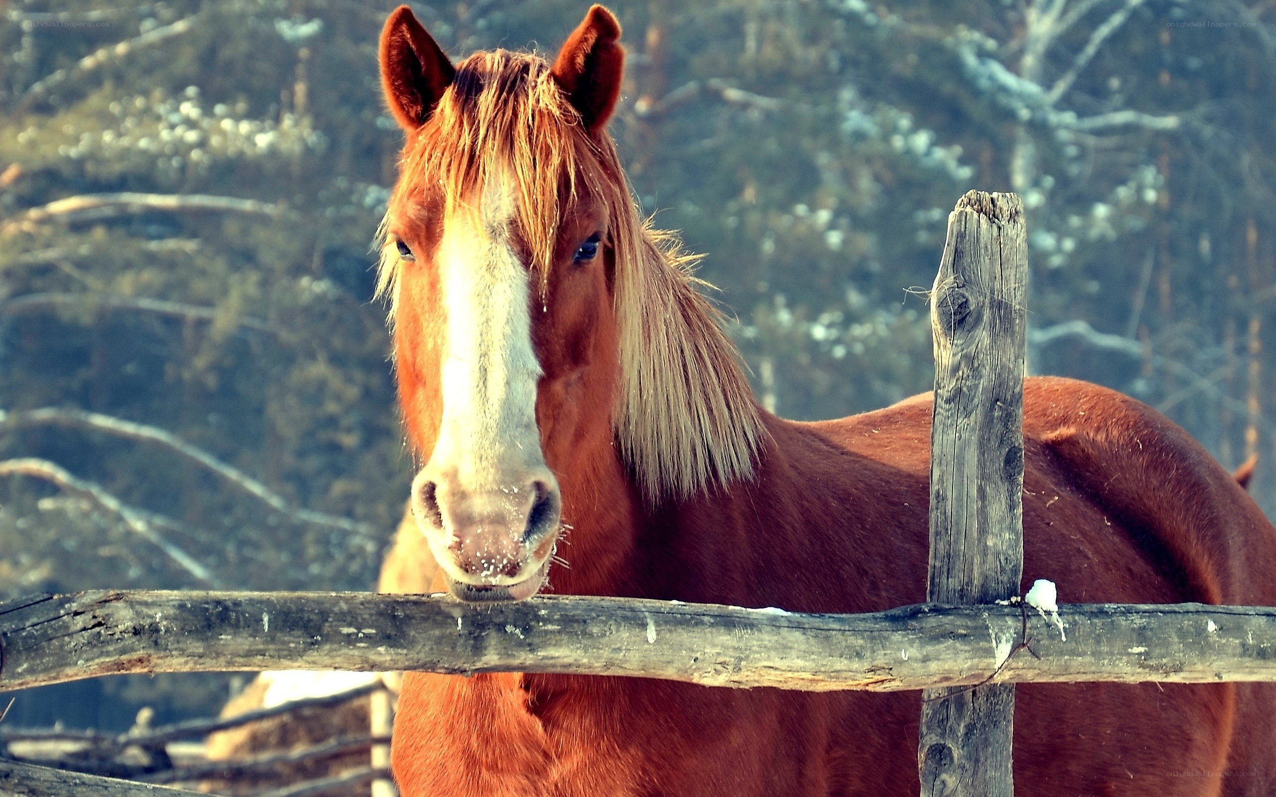 brown horse behind fence